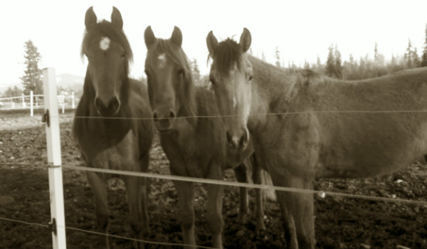 Triple C Pleasure Horses Boarding and Lessons